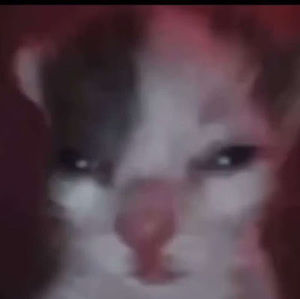 Meet your Posher, Dafina